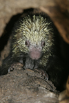 Mexican Hairy Porcupine    